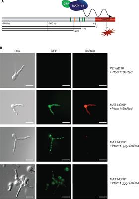 The Penicillium chrysogenum tom1 Gene a Major Target of Transcription Factor MAT1-1-1 Encodes a Nuclear Protein Involved in Sporulation